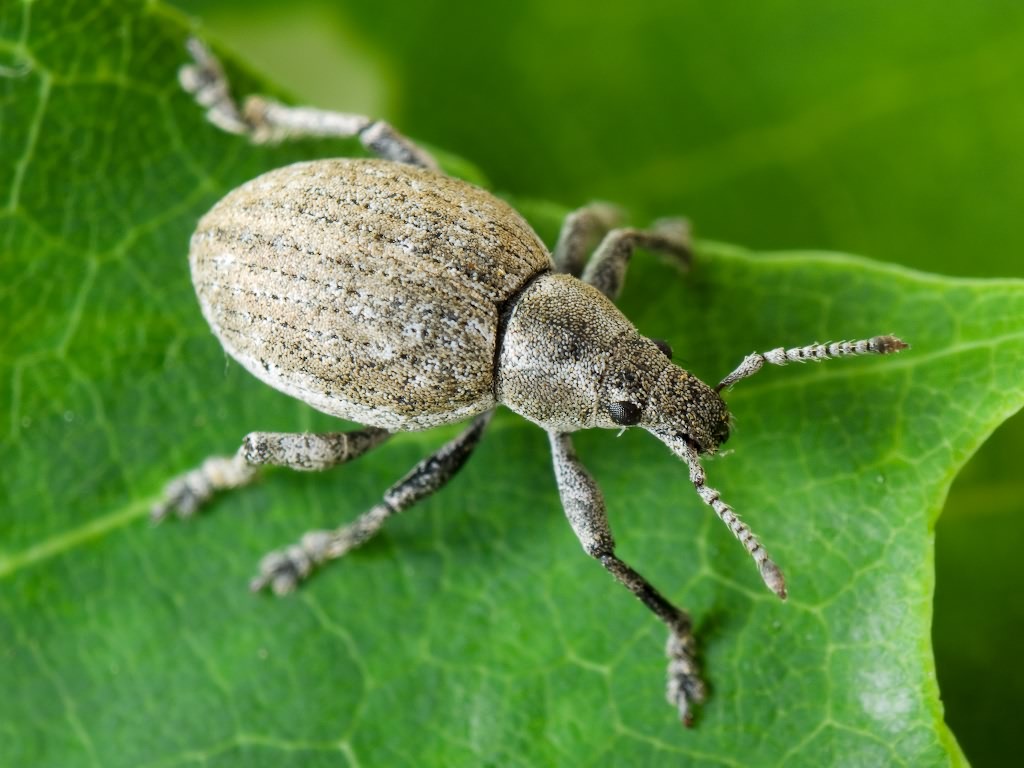 Attactagenus albinus (Boheman, 1833)